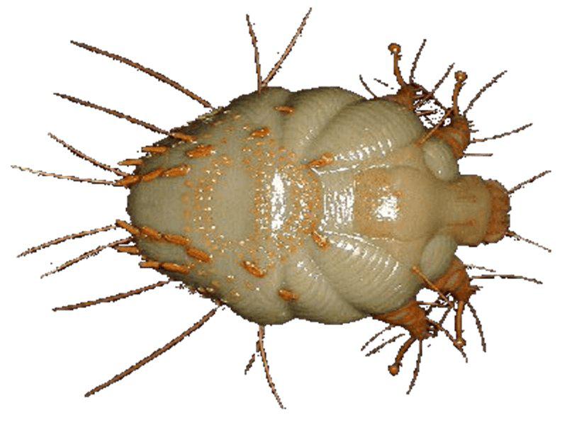 Uyuz Böceği İlaçlama