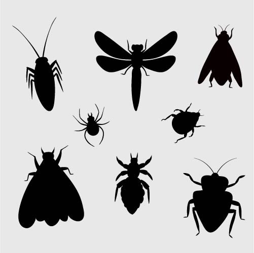 Hastalık Taşıyan Böcekler